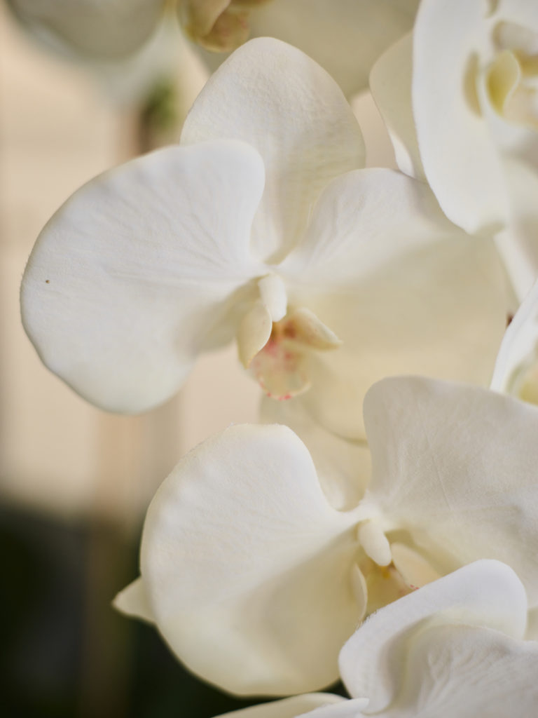 Close up of orchid petals